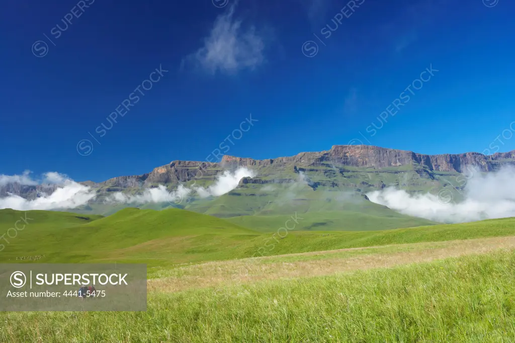 Hikers with Eland (Taurotragus oryx) herd with Drakensberg in background. Giants Castle. Ukhahlamba Drakensberg Park. KwaZulu Natal. South Africa