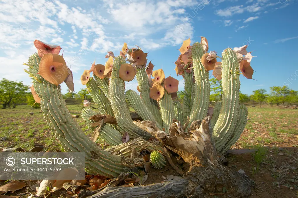 Gordon's Hoodia (Hoodia gordonii) with flowers. Nitani Game Reserve. Northern Tuli Game Reserve. Botswana