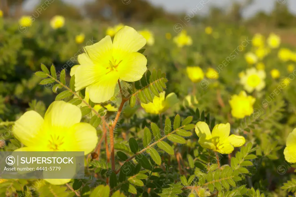 Devil-Thorn or Dubbeltjie (Tribulus terrestris).  Mashatu Game Reserve. Northern Tuli Game Reserve. Botswana