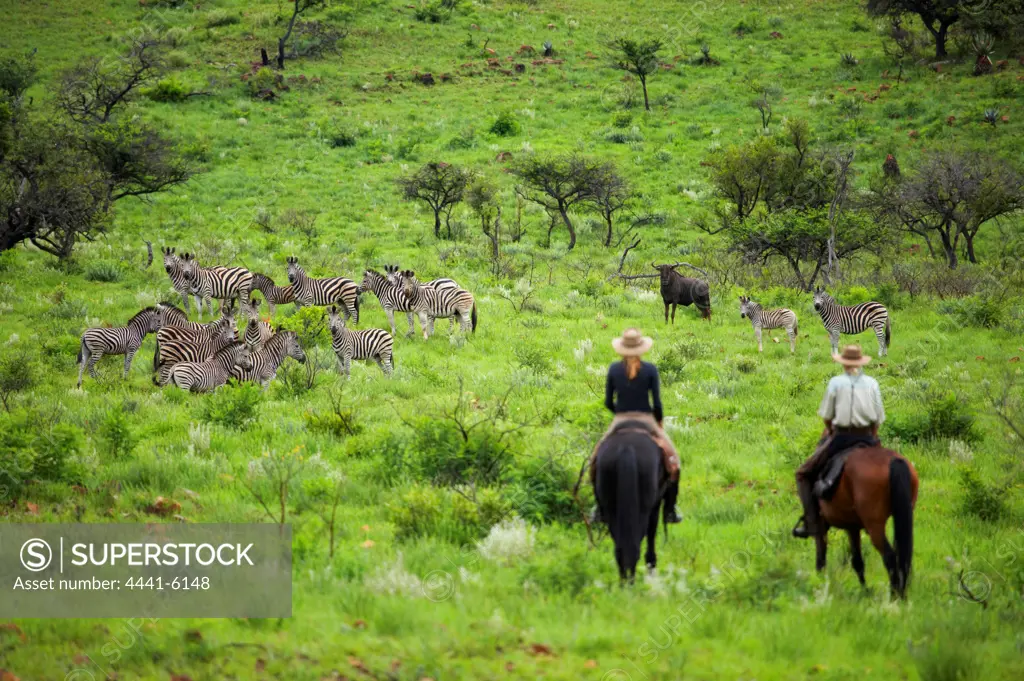 Guests with South African Horse Safaris watching Burchell's Zebra Equus Burchelli}. Songimvelo Game Reserve. Near Barbeton. Mpumalanga. South Africa