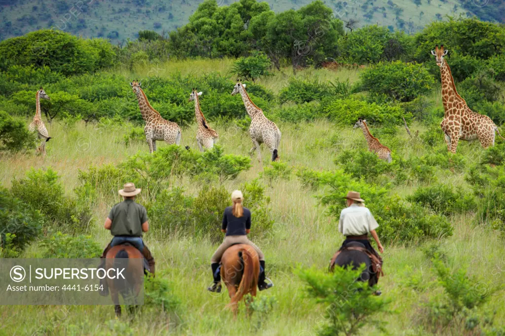 Guests with South African Horse Safaris watching Giraffe (Giraffa camelopardalis). Songimvelo Game Reserve. Near Barbeton. Mpumalanga. South Africa