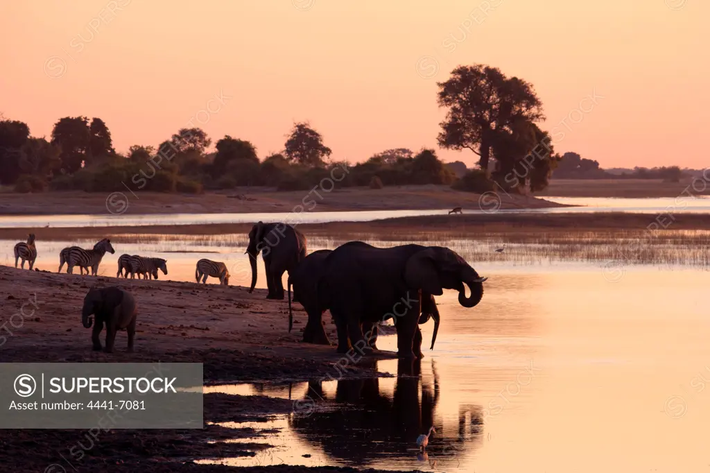 Elephant (Loxodonta Africana) Chobe National Park. Botswana