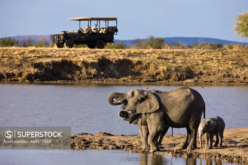 African Elephant (Loxodonta africana). Madikwe Game Reserve. North West Province. South Africa