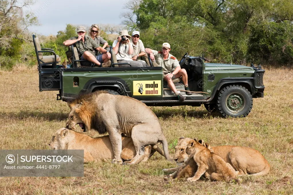 Guests on game drive watching lions (Panthera leo) mating. MalaMala (Mala Mala) Game Reserve. Mpumalamga. South Africa