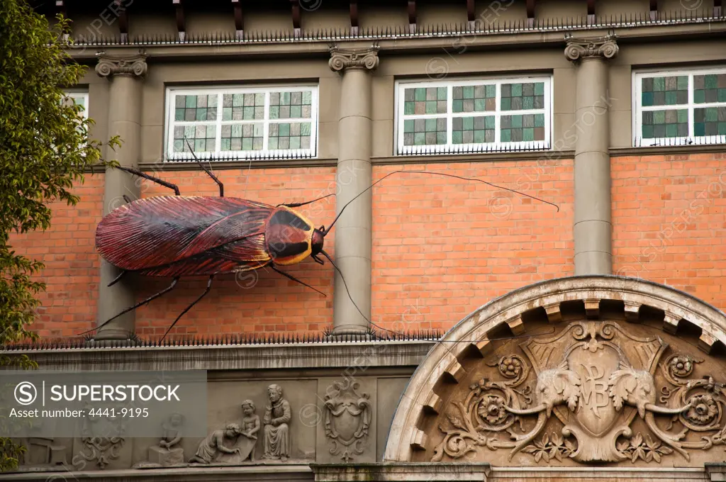 Cockroach on The Natal Museum a Natural and Cultural History Museum. Pietermaritzburg. South Africa.KwaZulu Natal. South Africa