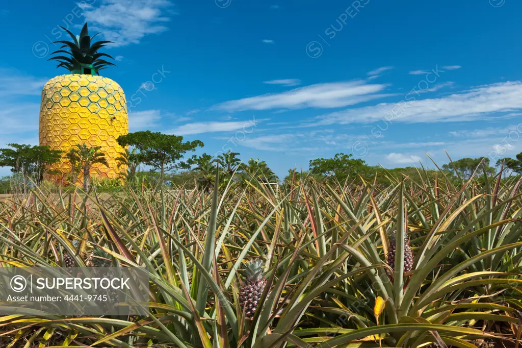 The Big (Giant) Pineapple. Bathurst. Eastern Cape. South Africa. It stands 16.7m high and has 3 floors. It is constructed out of a fibreglass outer skin covering a steel and concrete superstructure