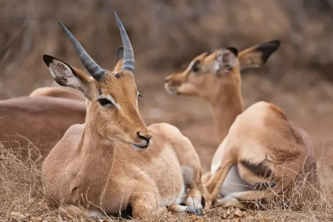 Impala Aepyceros malampus} near Olifants Camp. Kruger National Park. Mpumalanga. South Africa. Impalas range between 73 and 92 cm (29 and 36 in) tall.