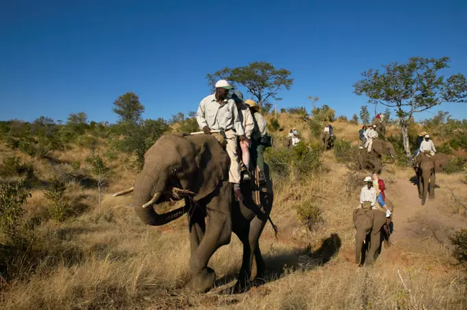 Elephant back safari. Victoria Falls. Zimbabwe.