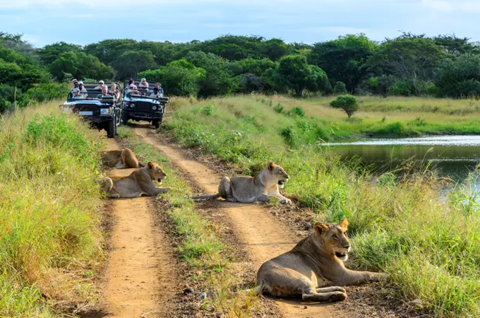 Guests on game Drive viewing Lion (Panthera leo)Phinda / Munyawana / Zuka Game Reserve.  KwaZulu Natal. South Africa