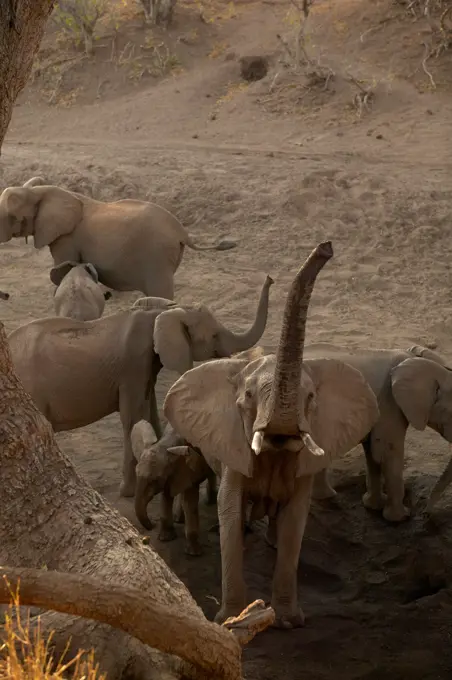 Elephants (Loxodonta africana) herd drinking from holes that have dug in a dry river bed. Female lifting trunk to scent photographer.  Nothern Tuli Game Reserve. Botswana.