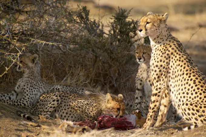 Cheetah (Acinonyx jubatus) female and cubs feeding on an Impala (Aepyceros melampus melampus). Northern Tuli Game Reserve. Botswana.