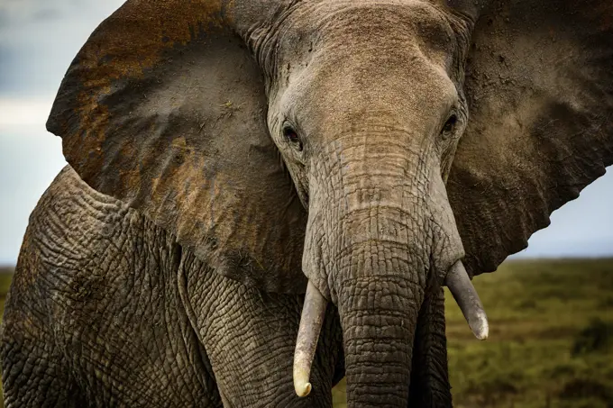 African bush elephant (Loxodonta africana). Amboseli National Park. Kenya.