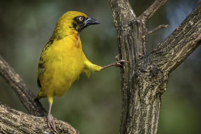 Little weaver (Ploceus luteolus). Lake Naivasha. Naivasha. Great Rift Valley. Kenya