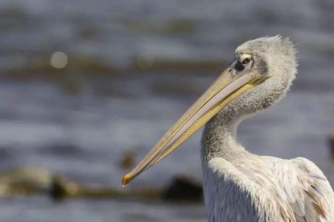 Pink-backed pelican (Pelecanus rufescens). Lake Nakuru. Nakuru. Great Rift Valley. Kenya