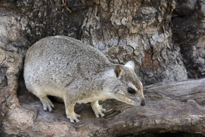 Bush Hyrax (dassie) (Heterohyrax brucei), Ruaha National Park, Tanzania