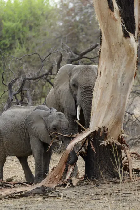 African bush elephant (Loxodonta africana) stripping bark from a tree (elephant dammage). Ruaha National Park. Tanzania