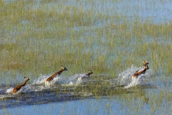 Aerial view of red lechwe (Kobus leche leche). Okavango Delta. Botswana