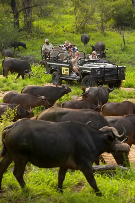 Buffalo (Synceros caffer) being photographed by tourists in game drive vehicle. MalaMala Game Reserve. Mpumalanga. South Africa