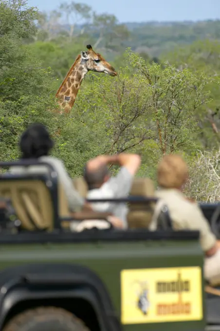 Guests on Game Drive watching Giraffe (Giraffa camelopardis). MalaMala Game Reserve. Mpumalanga. South Africa