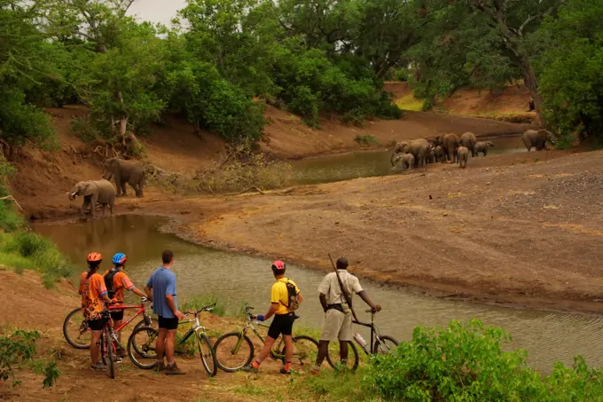 Guests on Mountain Biking trip watching elephant. Mashatu Game Reserve. Northern Thuli Block. Botswana.