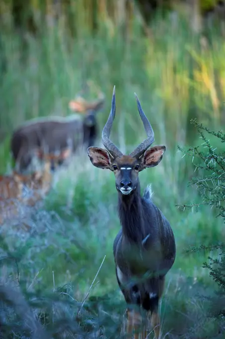 Nyala (Tragelaphus angazii) male. Ndumo Game Reserve. KwaZulu Natal. South Africa