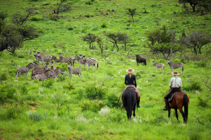 Guests with South African Horse Safaris watching Burchell's Zebra Equus Burchelli}. Songimvelo Game Reserve. Near Barbeton. Mpumalanga. South Africa