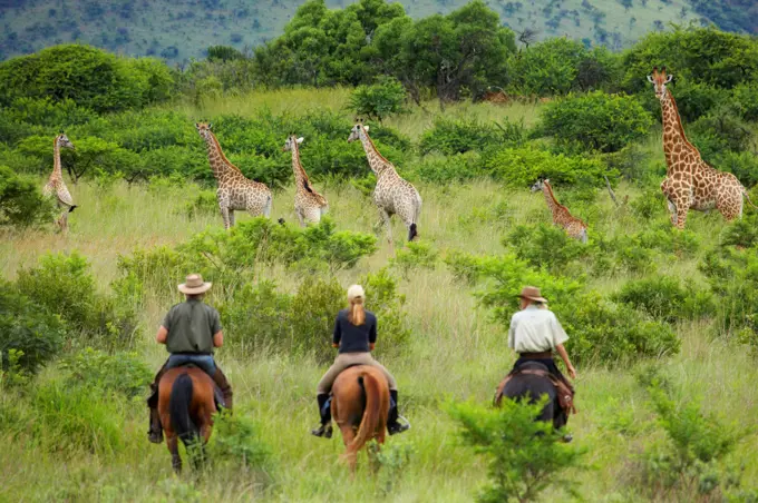 Guests with South African Horse Safaris watching Giraffe (Giraffa camelopardalis). Songimvelo Game Reserve. Near Barbeton. Mpumalanga. South Africa