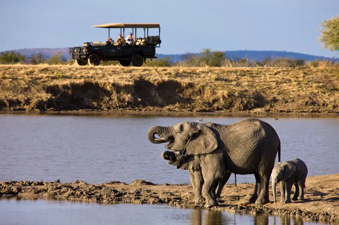 African Elephant (Loxodonta africana). Madikwe Game Reserve. North West Province. South Africa