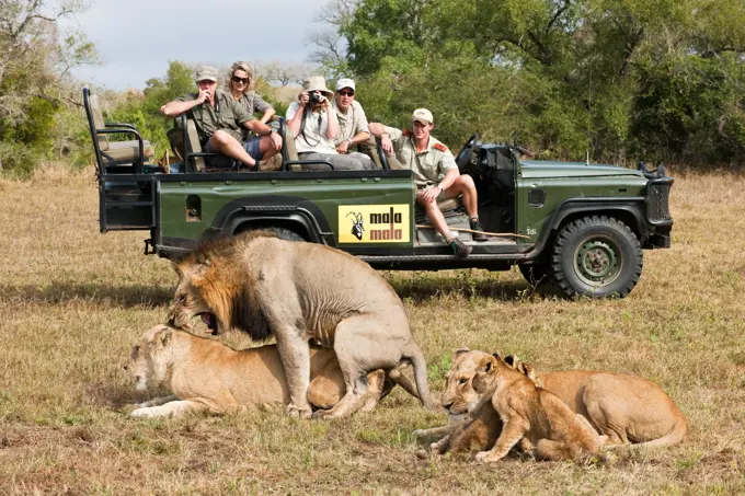 Guests on game drive watching lions (Panthera leo) mating. MalaMala (Mala Mala) Game Reserve. Mpumalamga. South Africa