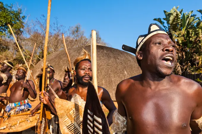 Zulu men (warriors) dancing. PheZulu Village. Bothas Hill. KwaZulu Natal. South Africa.