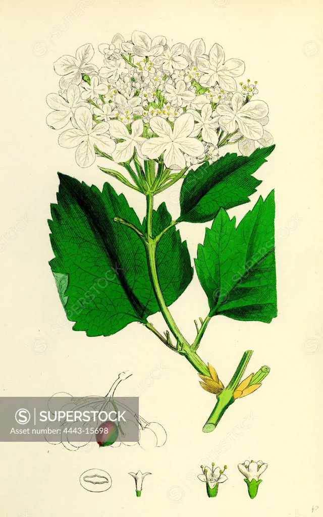 Viburnum Opulus; Common Guelder-Rose