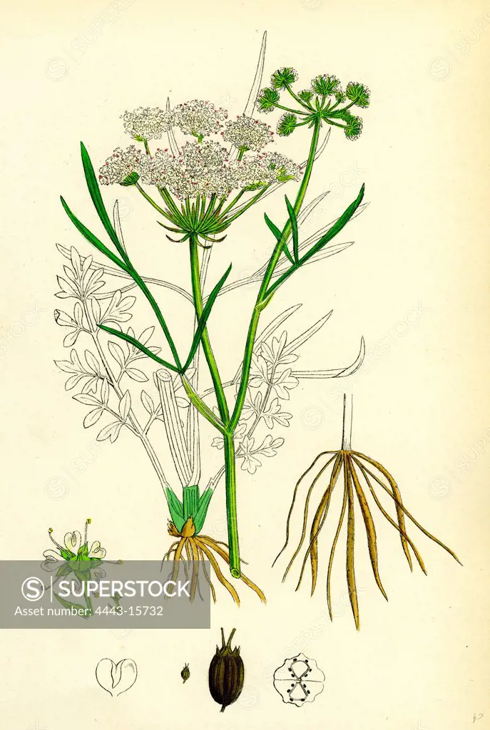 OEnanthe Lachenalii; Parsley Water-Dropwort