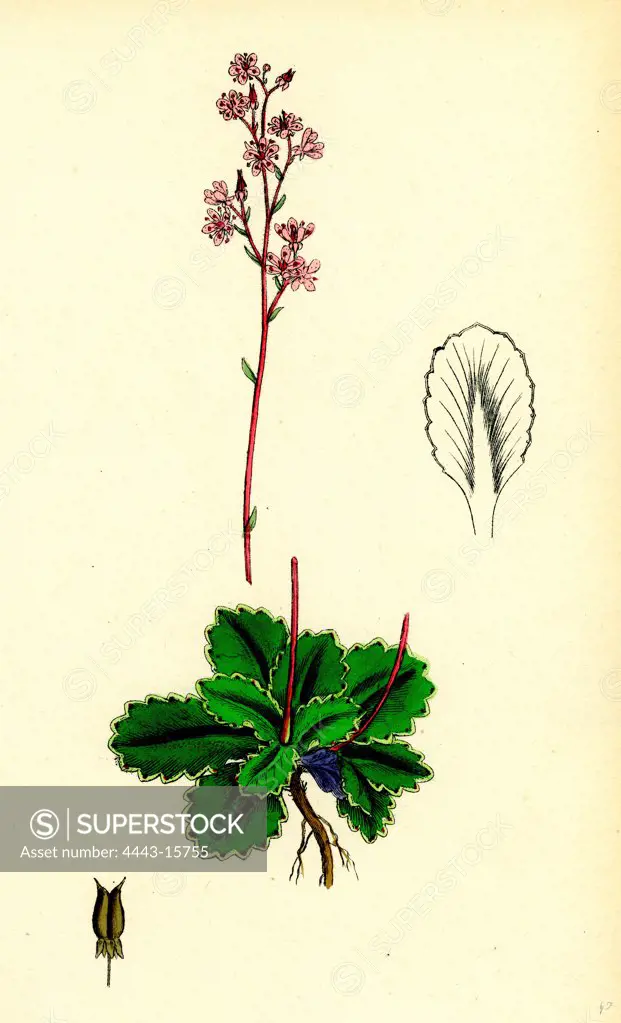 Saxifraga umbrosa; Common London-Pride