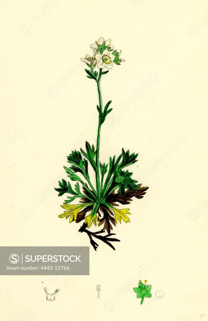 Saxifraga decipiens; Palmate-leaved Mossy Saxifrage