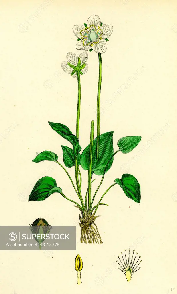 Parnassia palustris; Grass-of-Parnassus