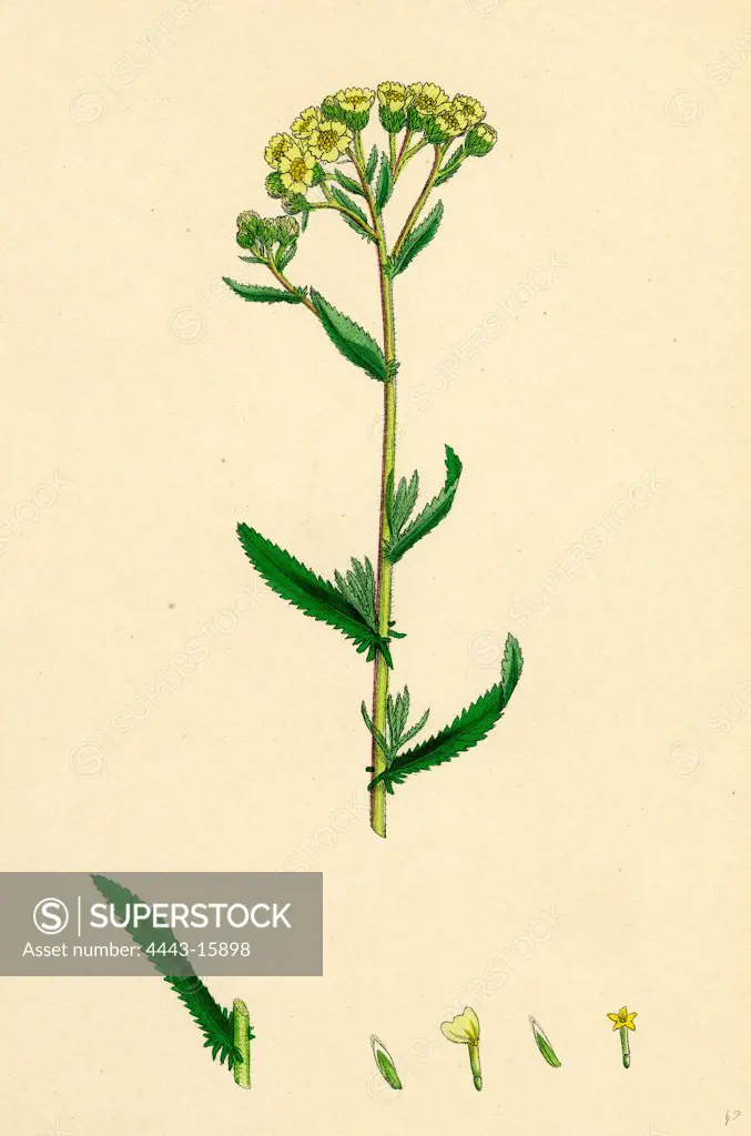 Achillea decolorans; Serrated Yarrow