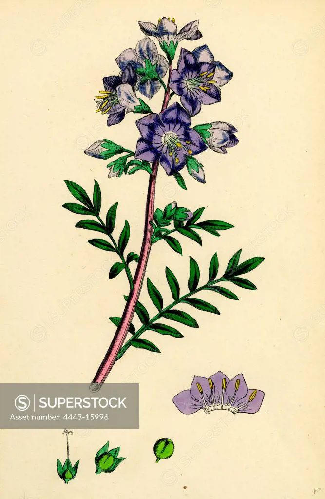 Polemonium caeruleum; Jacob's-ladder