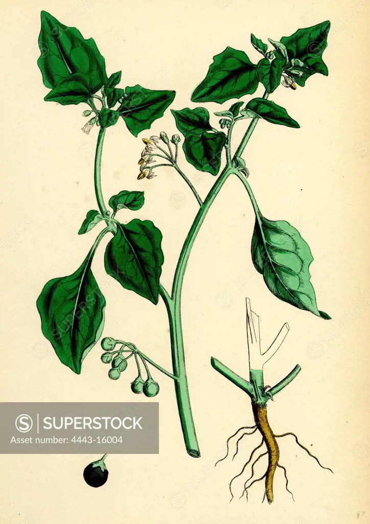 Solanum nigrum, var. a; Black Nightshade