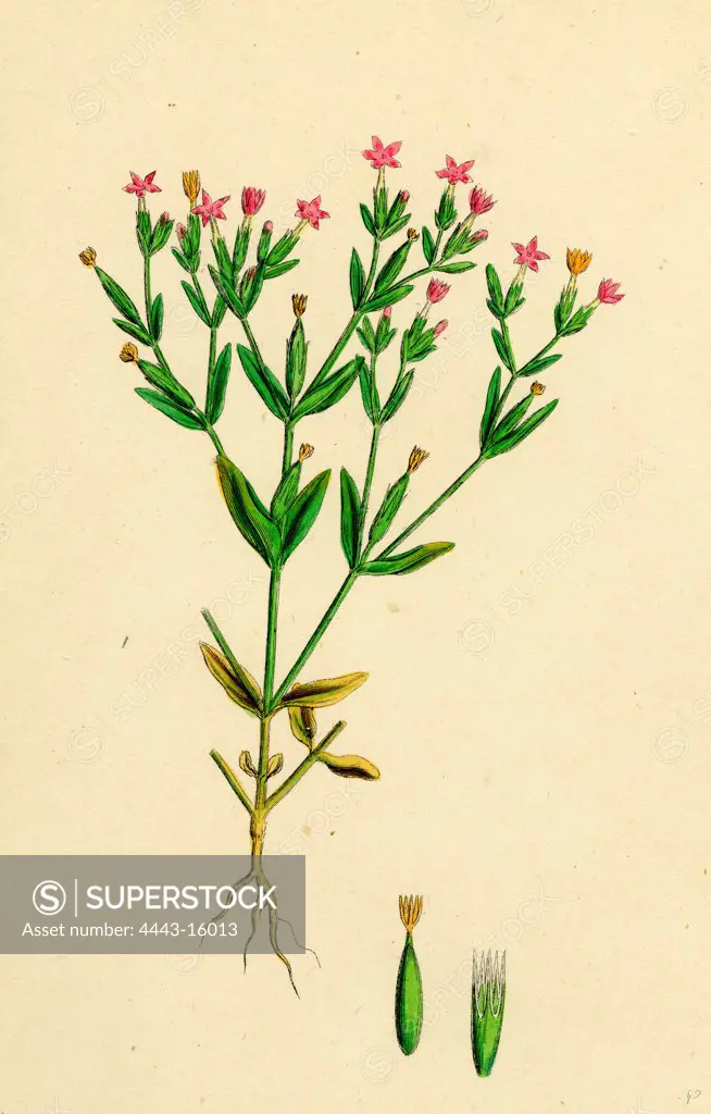 Erythraea pulchella; Slender Centaury