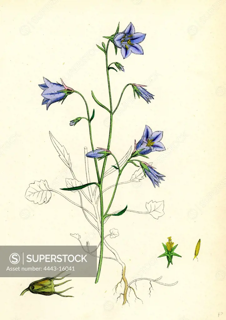 Campanula rotundifolia; Hare-bell