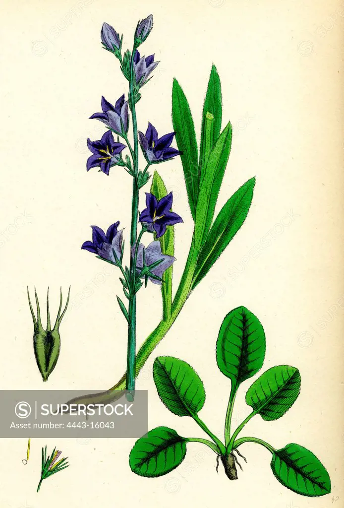 Campanula Rapunculus; Rampion Bell-flower