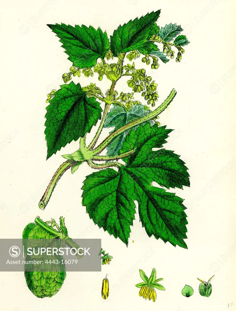 Humulus Lupulus; Common Hop