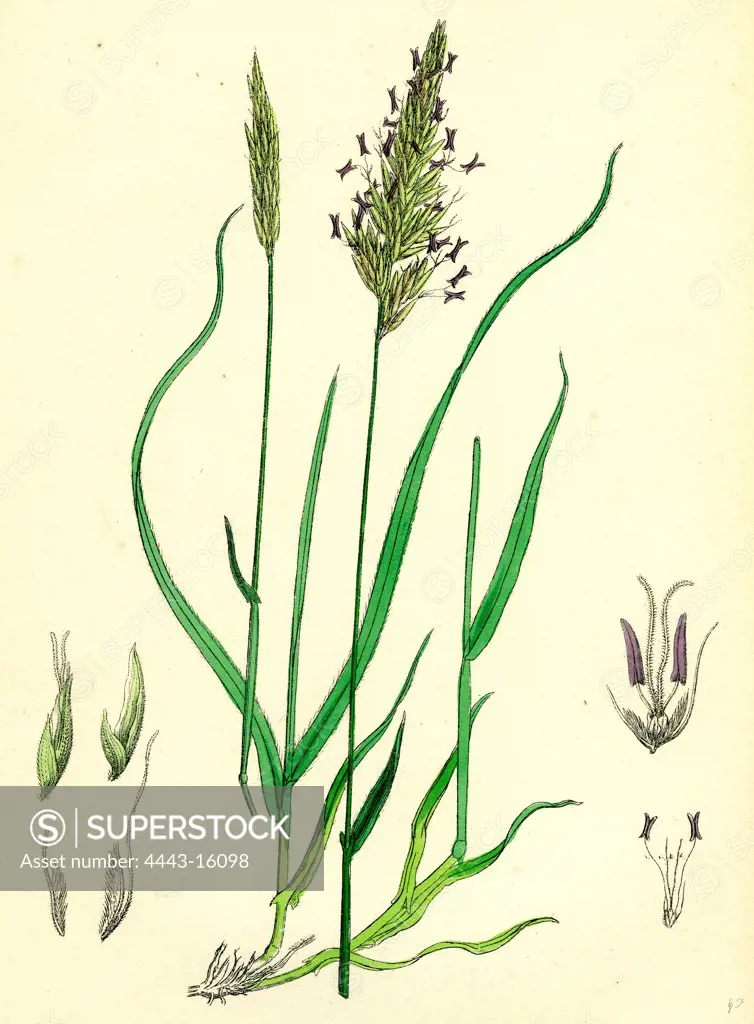 Anthoxanthum odoratum; Sweet-scented Vernal-grass