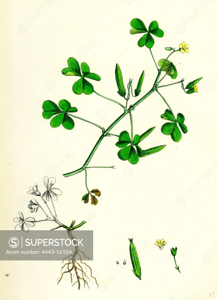 Oxalis corniculata; Procumbent Yellow Sorrel