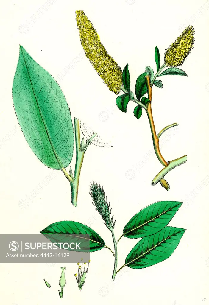 Salix pentandra; Bay-leaved Willow