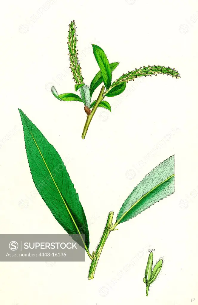 Salix alba, var. coerulea; Blue Willow