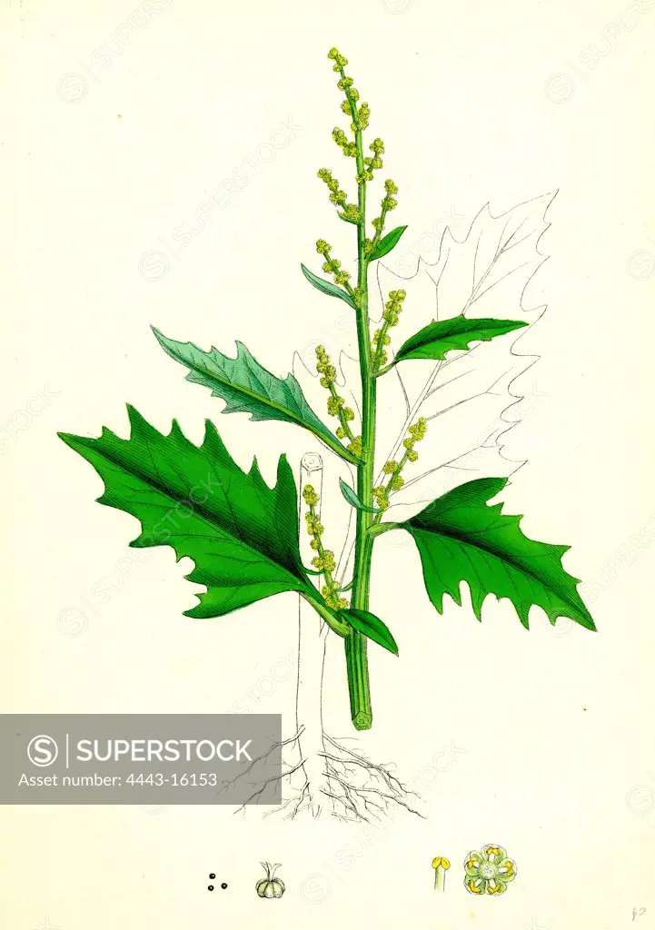 Chenopodium urbicum; Upright Goosefoot