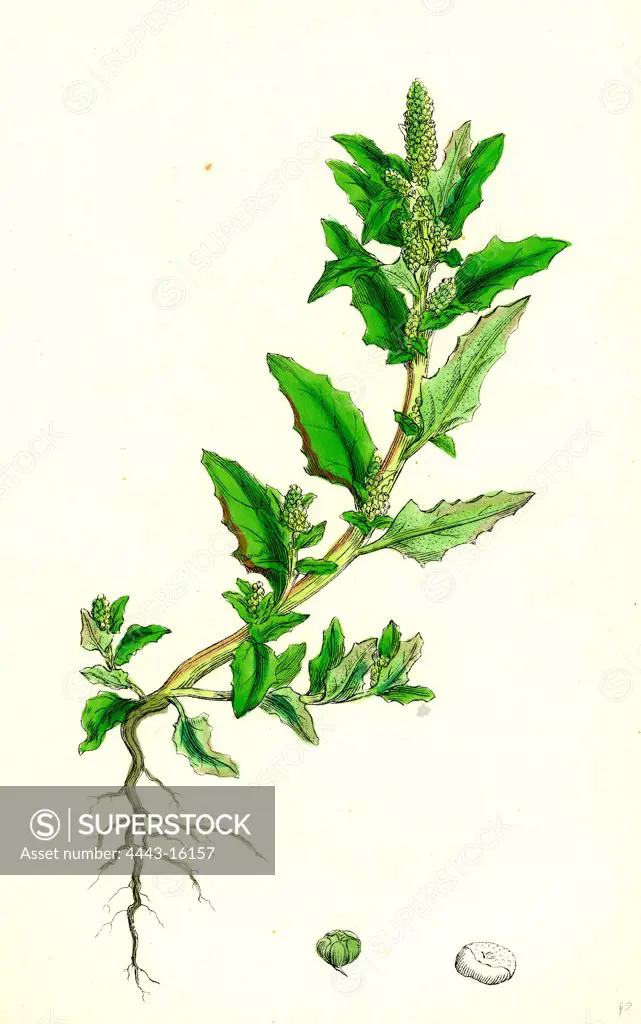 Chenopodium glaucum; Oak-leaved Goosefoot