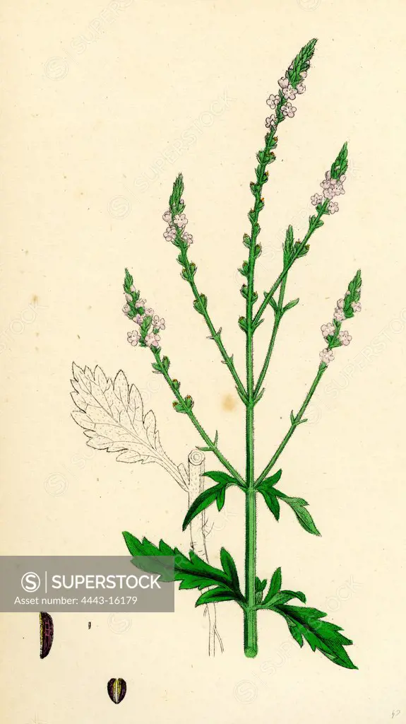 Verbena officinalis; Common Vervain