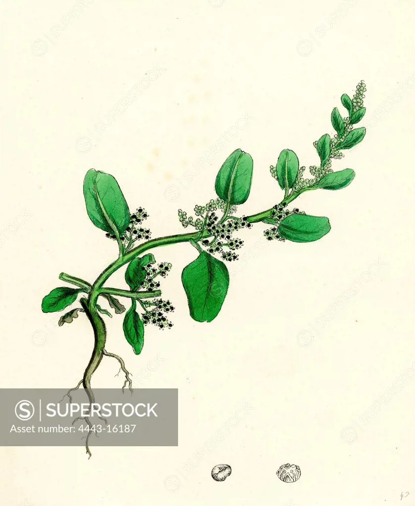 Chenopodium polyspermum, var. genuinum; Many-seeded Goosefoot, var. a.